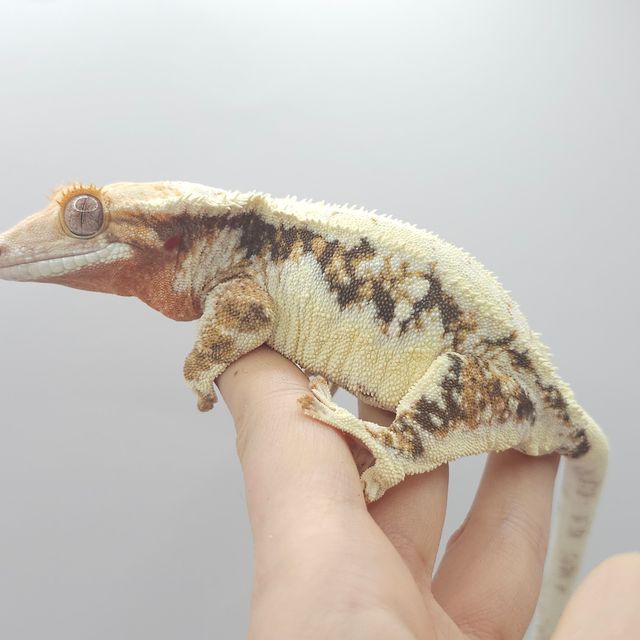 트라이 릴리화이트