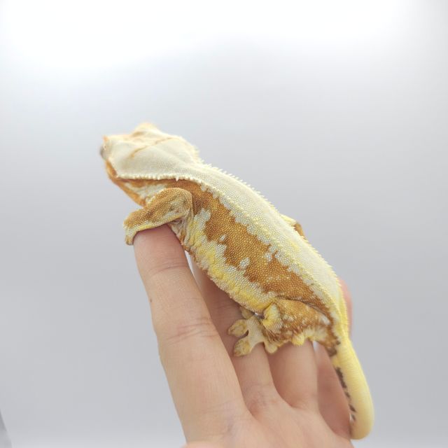 크림시클 릴리화이트