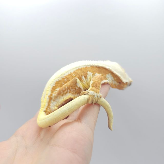 크림시클 릴리화이트