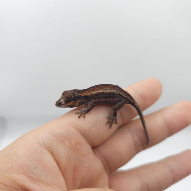 레드 오렌지 스트라이프
