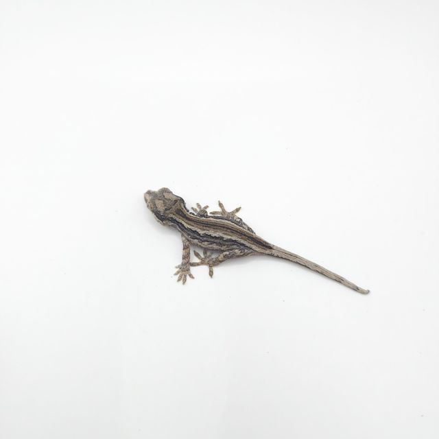 화이트 스트라이프
