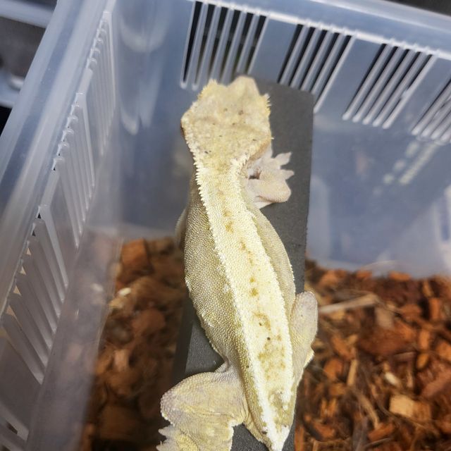 크림시클