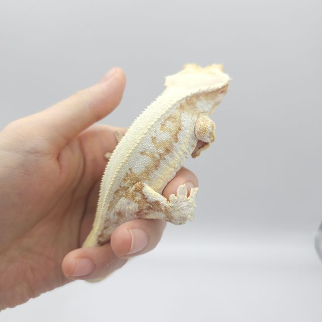 크림시클 릴리화이트