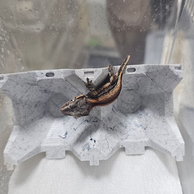 스트라이프 옐로우 오렌지 레드
