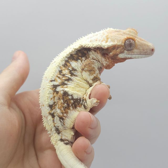 트라이 릴리화이트