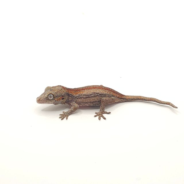 레드 오렌지 스트라이프