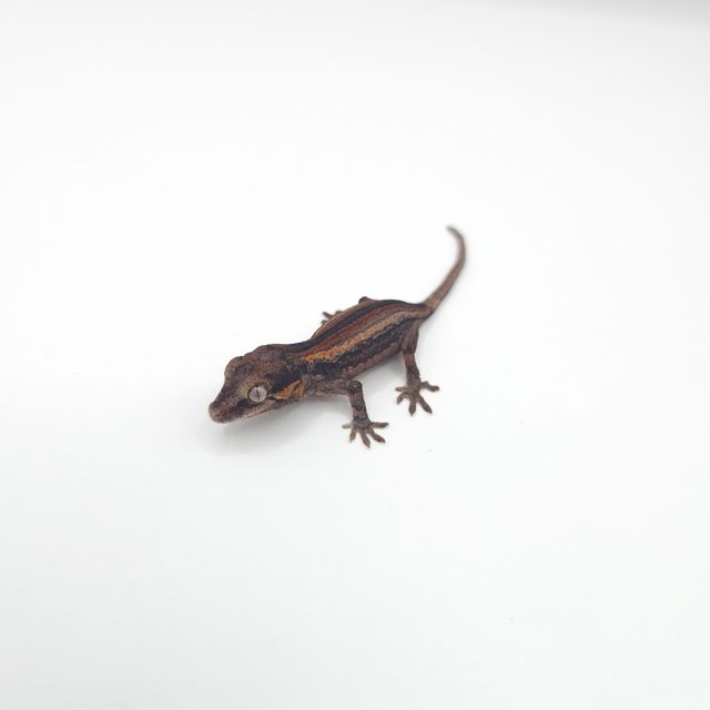 레드 오렌지 스트라이프