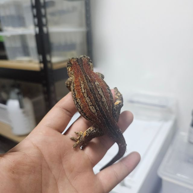레드 스트라이프