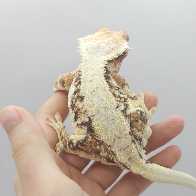 트라이 릴리화이트