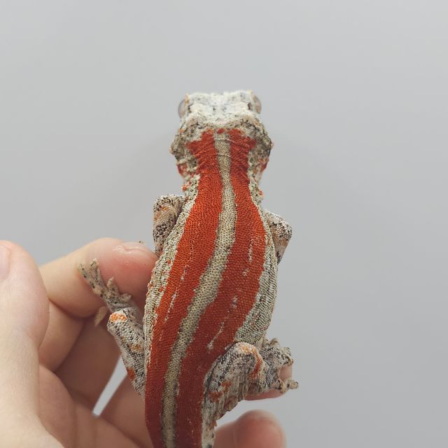 레드 스트라이프