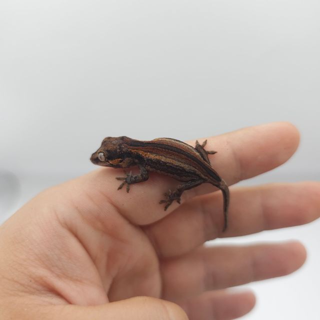 레드 오렌지 스트라이프