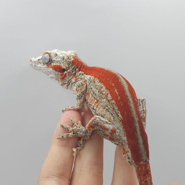 레드 스트라이프