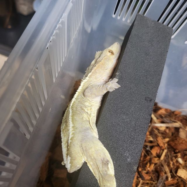 크림시클
