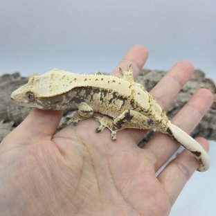 노멀 드리피 화이트스팟