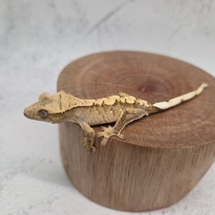 크림시클 화이트스팟