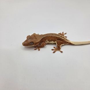 레드 팬텀 릴리화이트