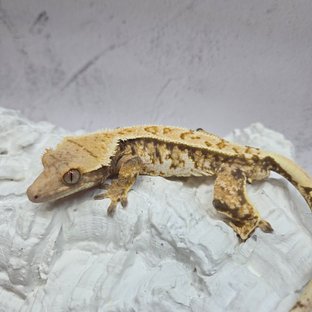 트라이 익스트림할리퀸