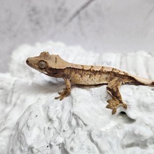 노멀 드리피 화이트스팟