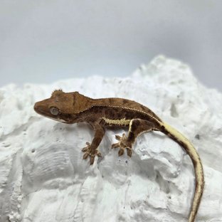 팬텀 프라푸치노