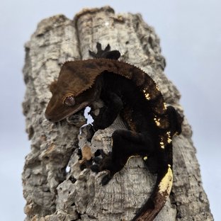 100%헷아잔틱 챠콜 플레임