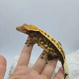트라이 익스트림할리퀸 핀스트라이프