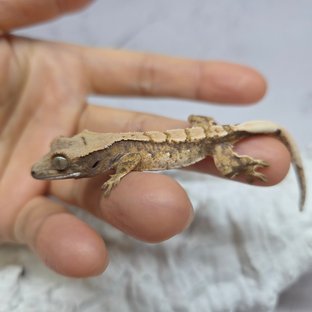 노멀 드리피 화이트스팟