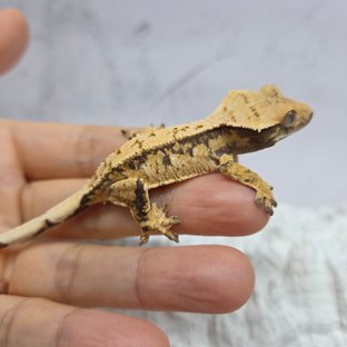 트라이 익스트림할리퀸 화이트스팟