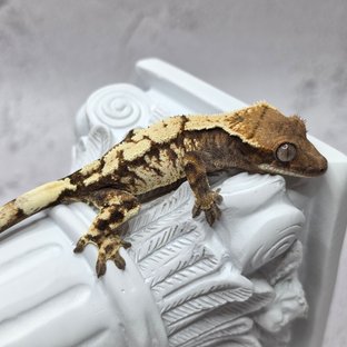 세이블