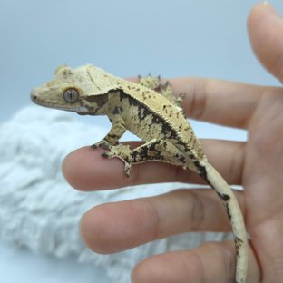 드리피 화이트스팟