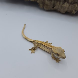 드리피 화이트스팟 노멀