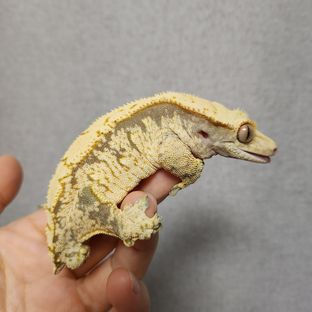 감자