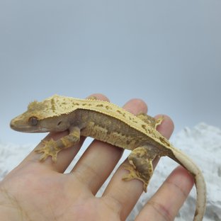 100%헷아잔틱