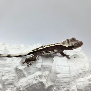 아잔틱