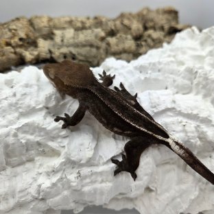 슈퍼스트라이프 엠티백 아잔틱