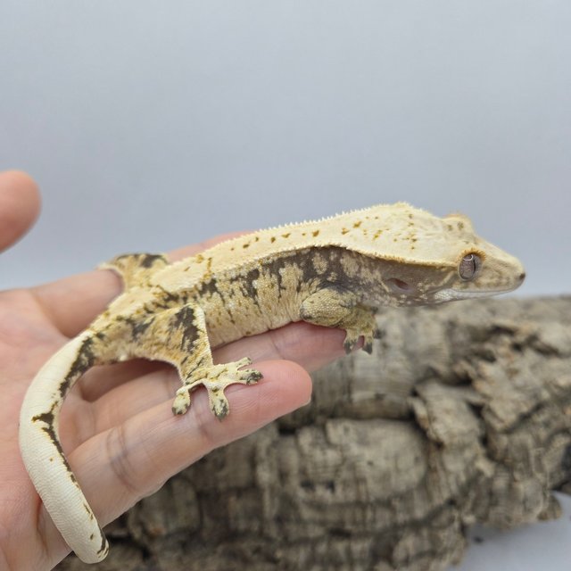 노멀 드리피 화이트스팟