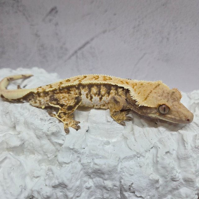 트라이 익스트림할리퀸