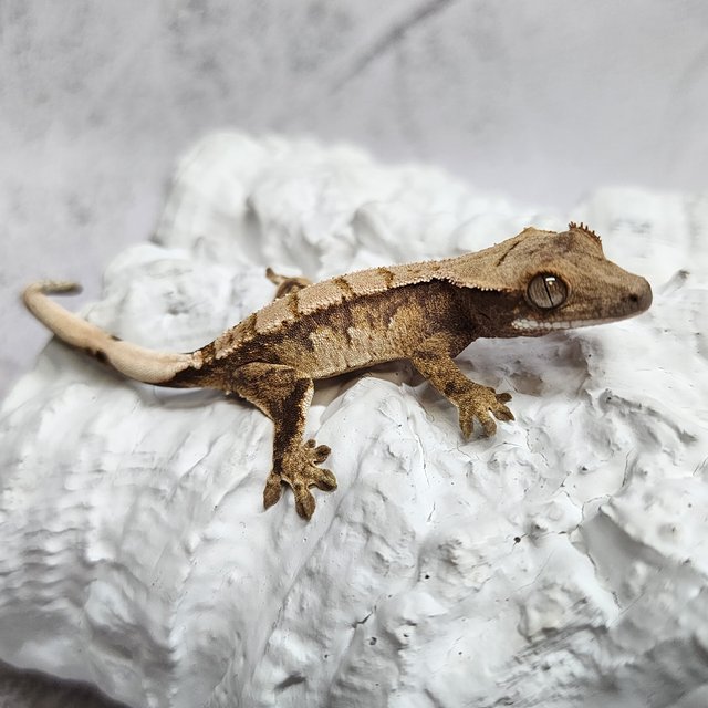 노멀 드리피 화이트스팟