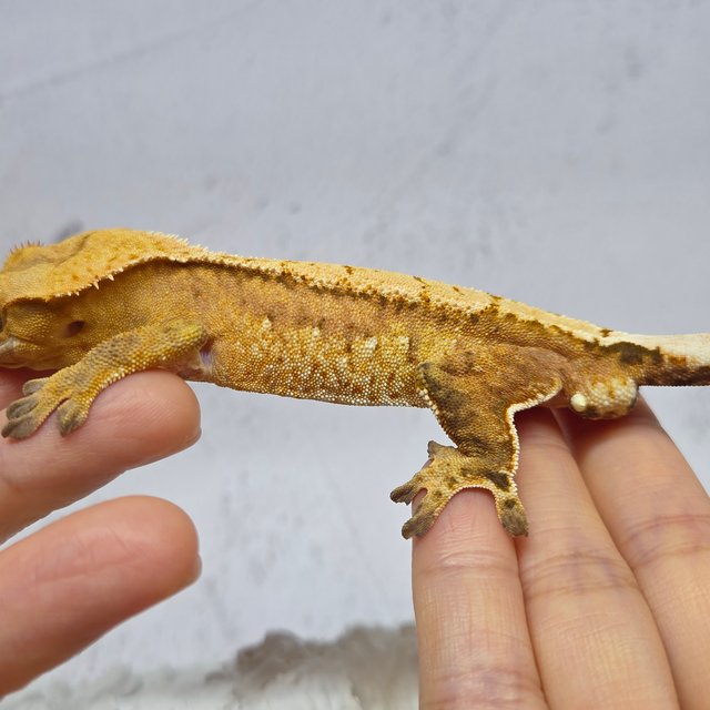 100%헷아잔틱 화이트스팟