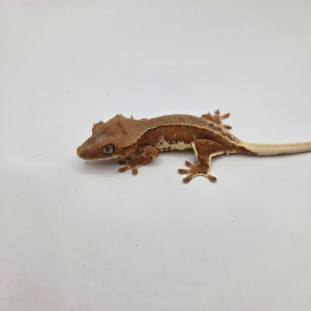 레드 팬텀 릴리화이트