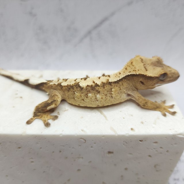 크림시클 화이트스팟