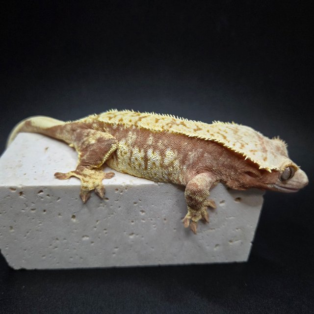 레드 트라이 익스트림할리퀸