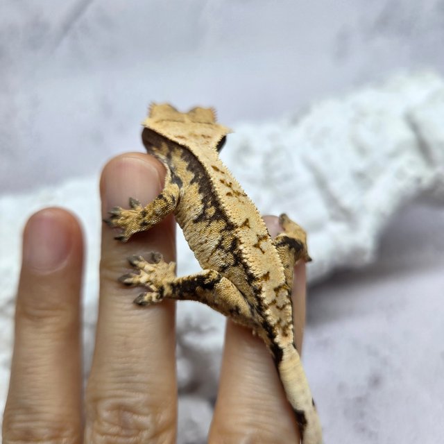 트라이 익스트림할리퀸 화이트스팟