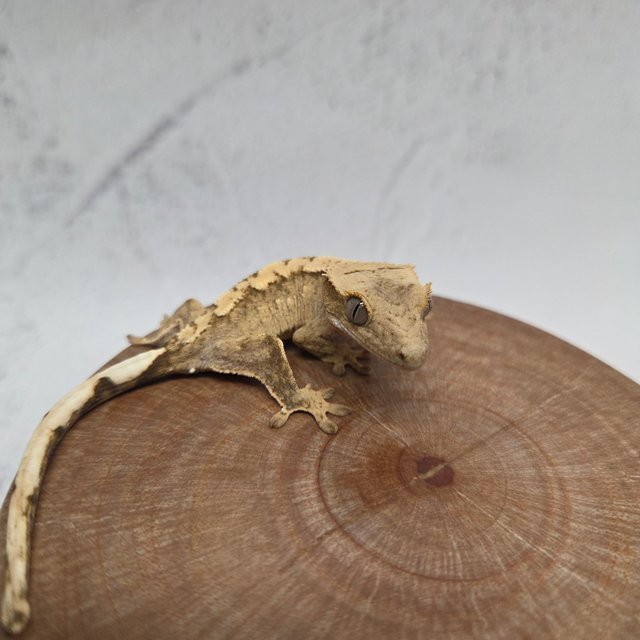 크림시클 화이트스팟