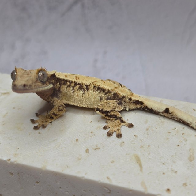 노멀 드리피 화이트스팟