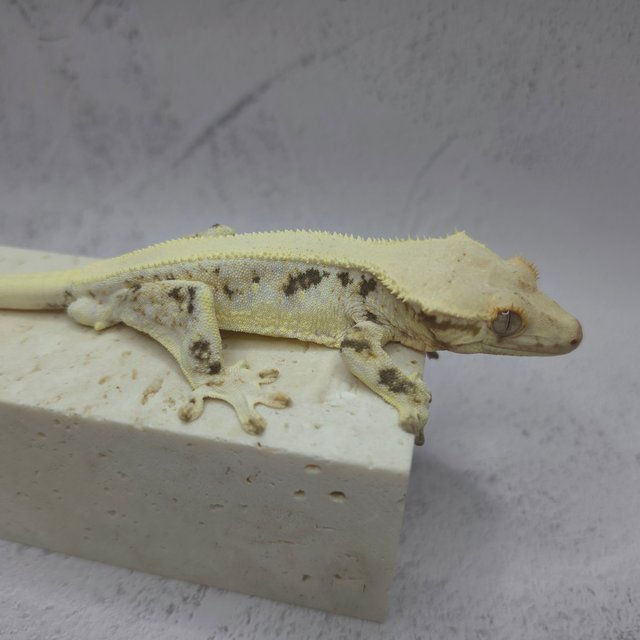 솔리드백 릴리화이트