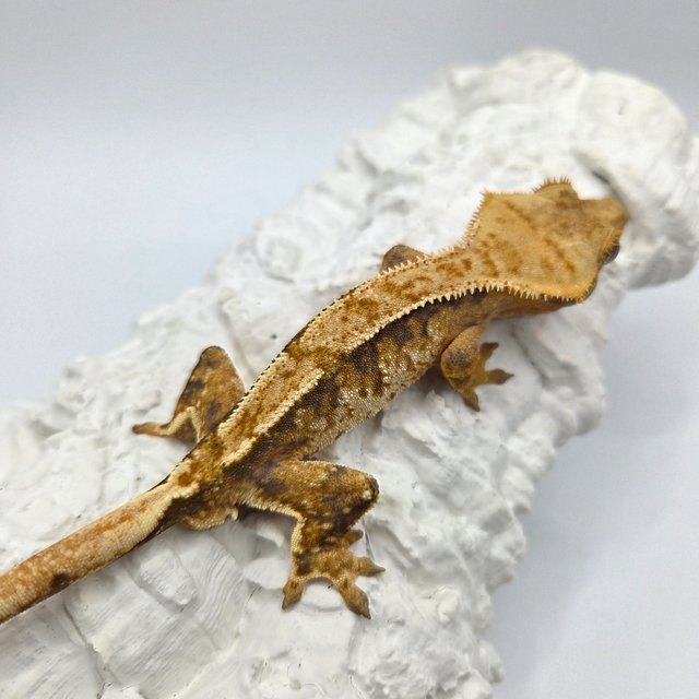 트라이 익스트림할리퀸