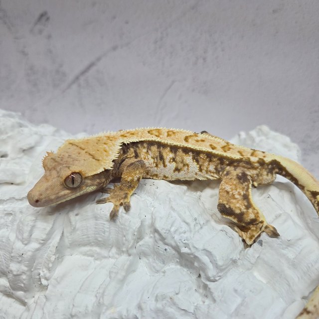 트라이 익스트림할리퀸