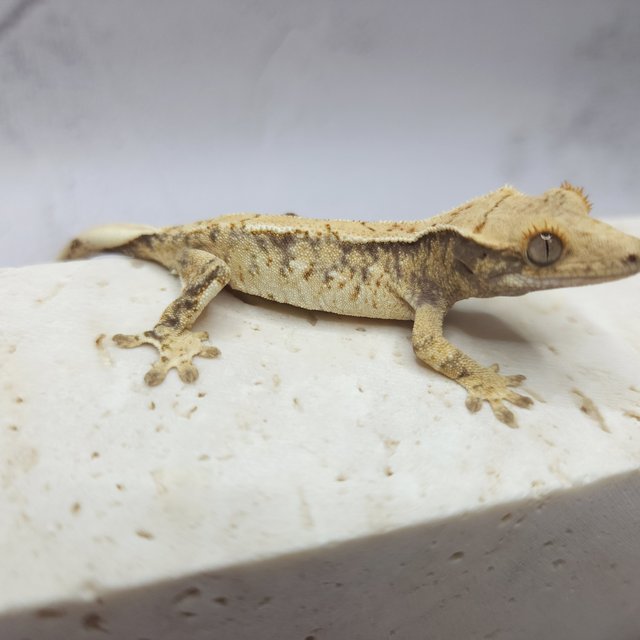 드리피 화이트스팟 노멀