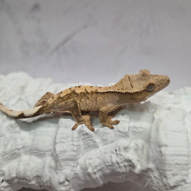 크림시클 화이트스팟