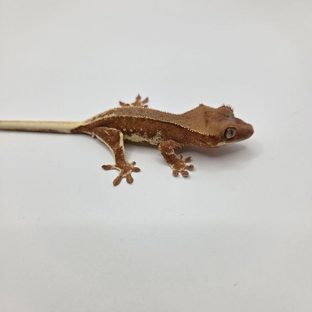레드 팬텀 릴리화이트